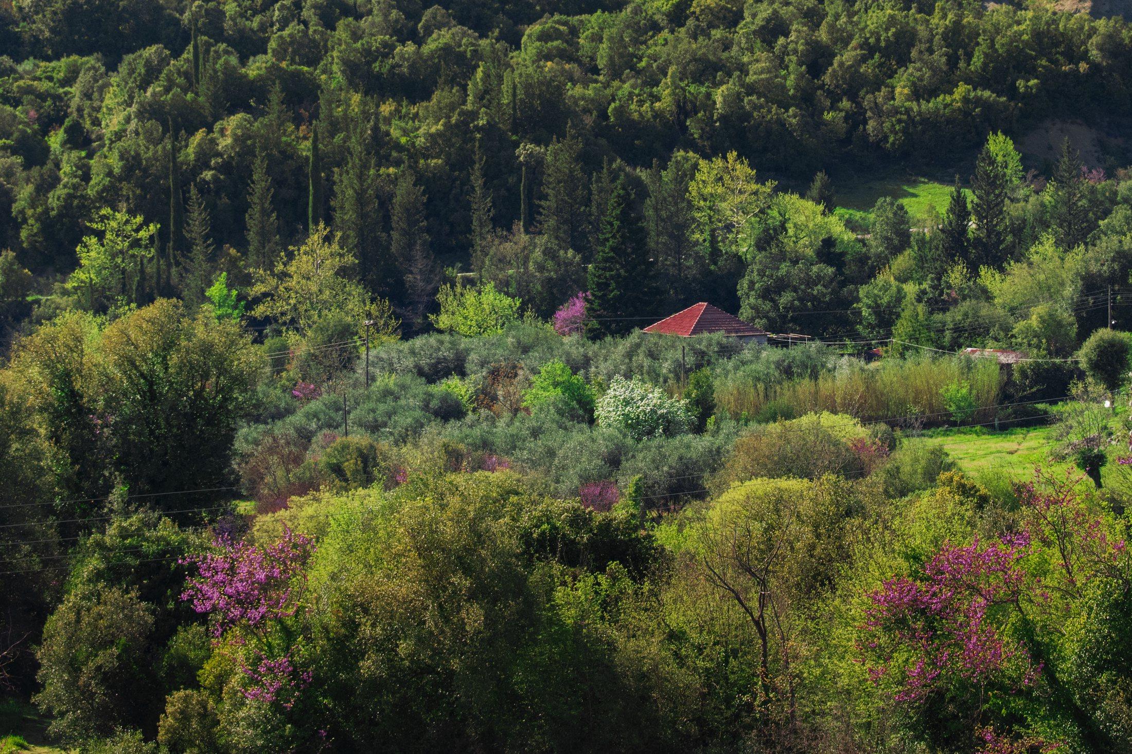 Olive grove and mixed spring vegetation around the retreat landscape